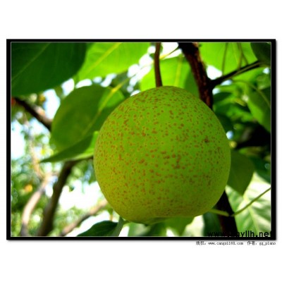 佳木斯哪里有新梨7号梨苗,包金梨苗基地价格