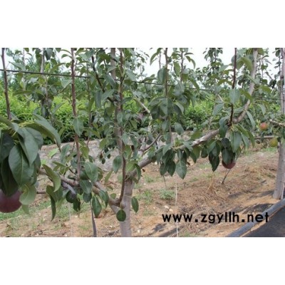 合肥哪里有玉美人梨苗,早红考蜜斯梨苗有哪些优势