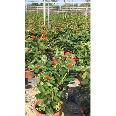 绍兴市有价格便宜品种优质新加坡龙船花供应商