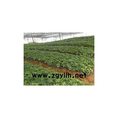 陕西地区的黄花双夹槐目前价格多少