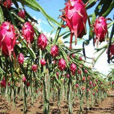 兴山优质火龙果苗点击