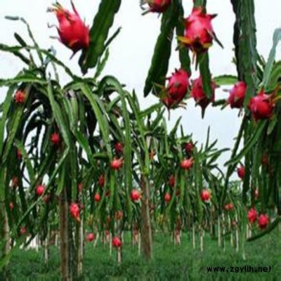 漳浦双色火龙果苗值得信赖