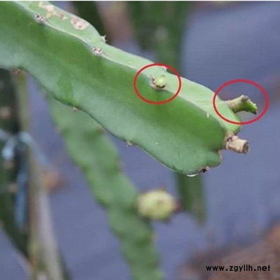 爱民红芯火龙果苗查询