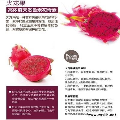 铜山双色火龙果苗|来电咨询