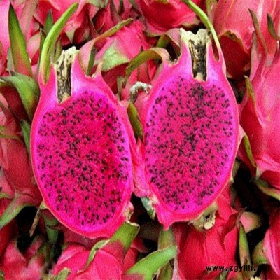 大姚白水晶火龙果苗哪里有