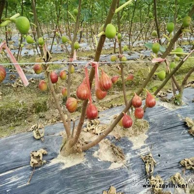 满城一公分无花果苗哪里买