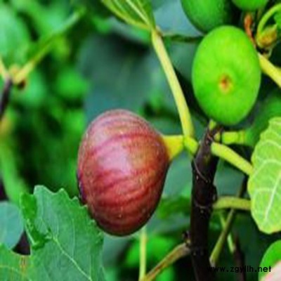 平南紫果无花果苗多少钱一株