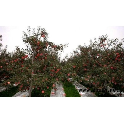 涪城柱状苹果苗卓越服务