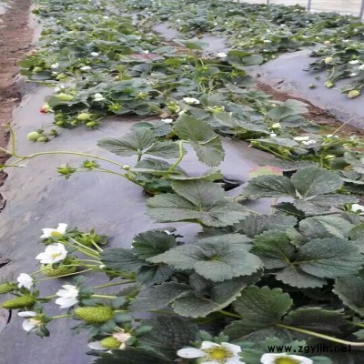 大余京藏香草莓苗大图