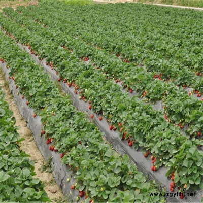清浦京凝香草莓苗基地直供