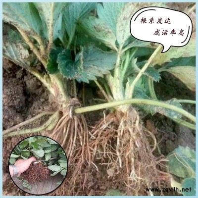 钢城四季草莓苗哪家好