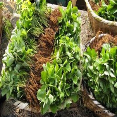 汝城京留香草莓苗口碑推荐