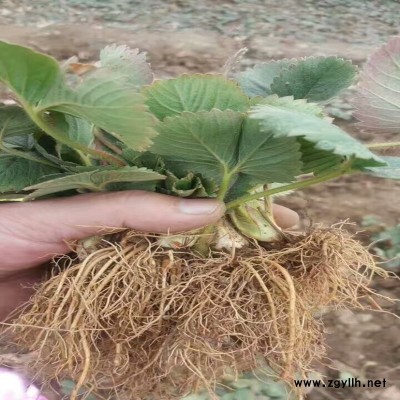 宁晋京藏香草莓苗优质企业