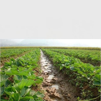 三门京留香草莓苗怎么采购