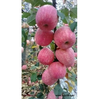 灯塔藤牧1号苹果苗现货出售