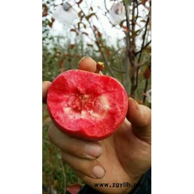 息烽潮巅4号苹果苗现货诚信为本