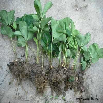 高密穴盘草莓苗客户至上