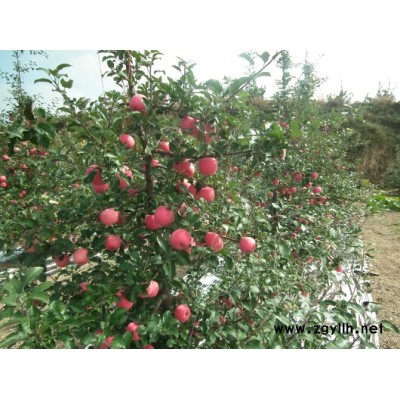 屏边潮巅1号苹果苗批发