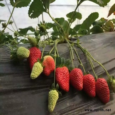 武江燕香草莓苗保证结果