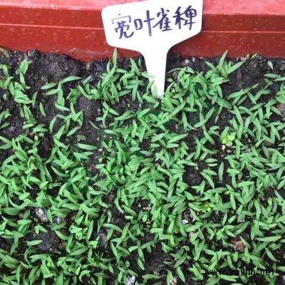 广西宽叶雀稗草籽护坡绿化草种四季常青多年生喂养牛羊牧草种子