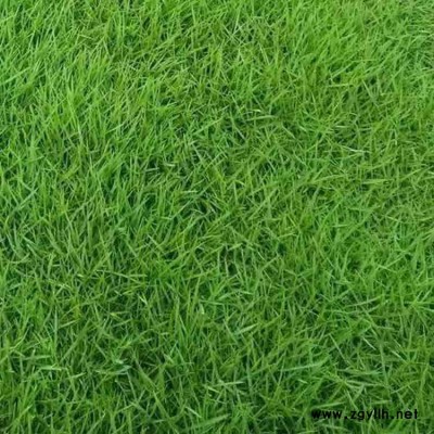 广西南宁高羊茅种子护坡草籽绿化免修剪耐践踏草坪草种
