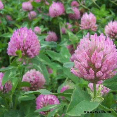 广东红三叶种子广州红三叶草籽进口草坪种子庭院护坡耐践踏护坡三叶草花种批发