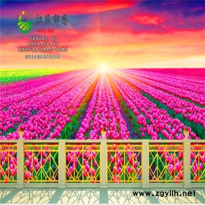 湖北省咸宁市花海项目案例专业花海图1