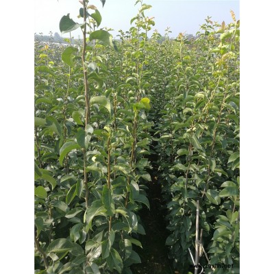 毕节哪里有金阳蜜3号梨苗,金阳蜜1号梨苗现货出售