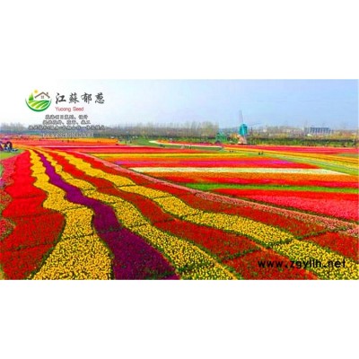 牵牛花种子-白色百日草种子种植技术方法-高发芽率