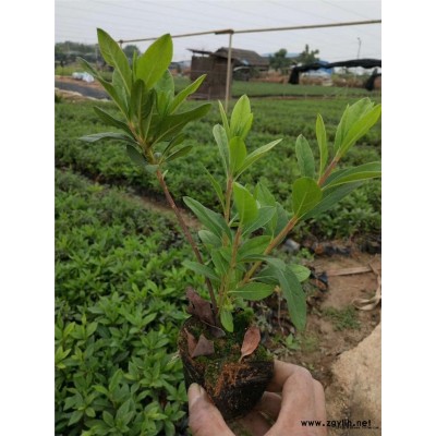 价格低质量好的毛杜鹃成活率高
