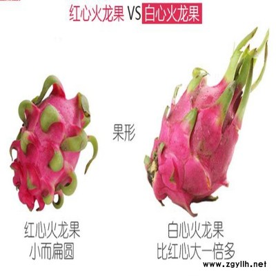 吴川自产自销火龙果苗超丰产