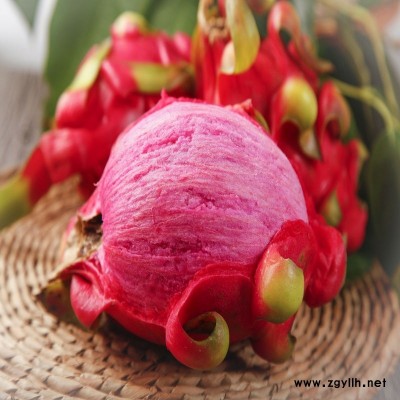 平邑白芯火龙果苗_诚信为本