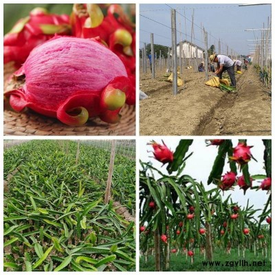 浮梁异花授粉火龙果苗免费咨询