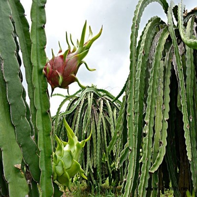 子长人工授粉火龙果苗|值得信赖