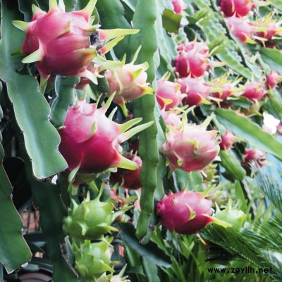 廉江异花授粉火龙果苗致富新品种