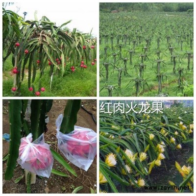 吴中白水晶火龙果苗在线咨询