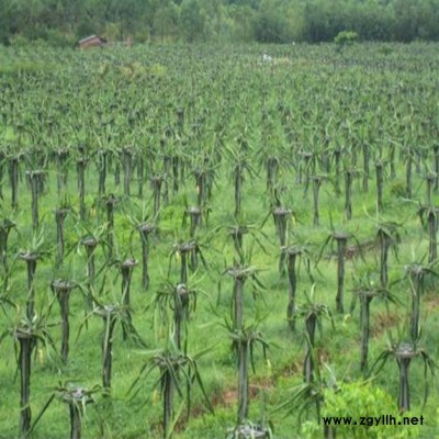 夏县人工授粉火龙果苗量大从优