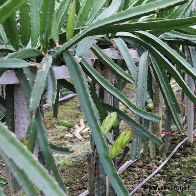 龙泉驿专业培育火龙果苗种植技术