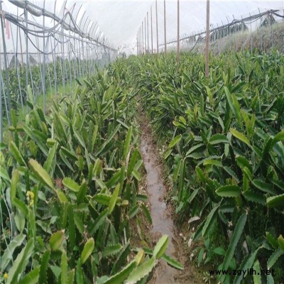 城关红玫瑰火龙果苗放心省心