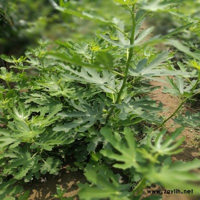 平阴脱毒无花果苗优惠价多少？