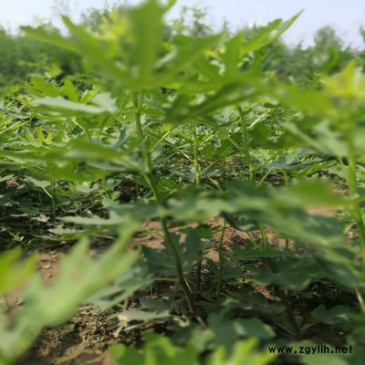 永德扦插无花果苗种植基地