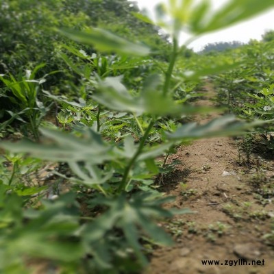 扶沟波姬红无花果苗基地