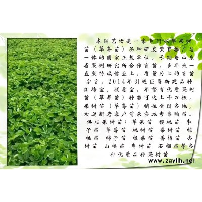 中山京承香草莓苗批发价格