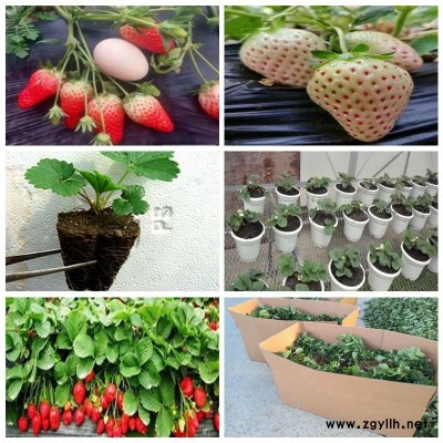 锡林浩特生产草莓苗什么地方有卖