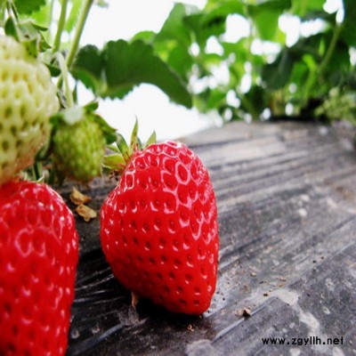 宁陵京怡香草莓苗诚信为本