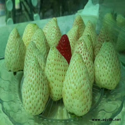 安陆自产自销草莓苗质量好