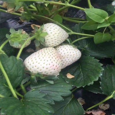 彬县京留香草莓苗哪里便宜