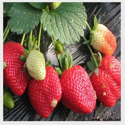 确山京藏香草莓苗服务至上