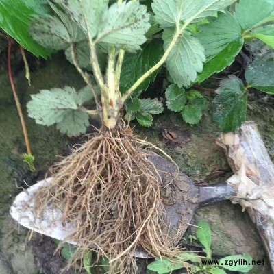 静海隋珠草莓苗市场走向