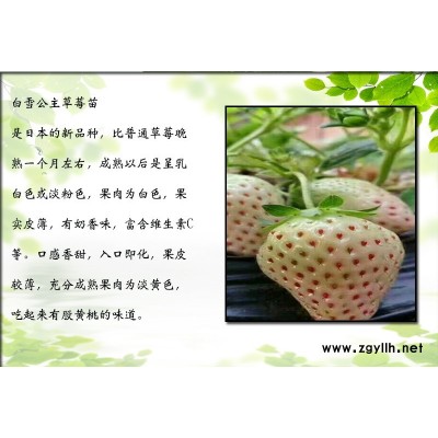 美姑法兰地草莓苗哪里好